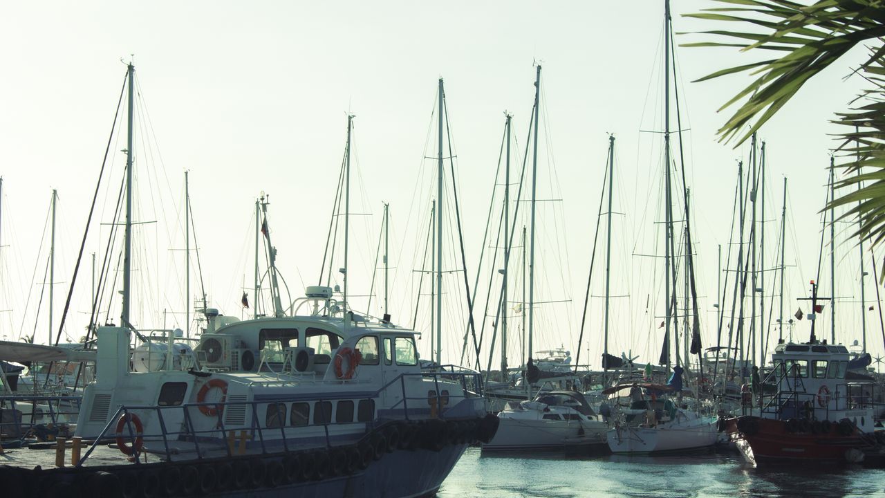 Sailboats moored in a quiet marina under soft morning light, palm fronds in the corner